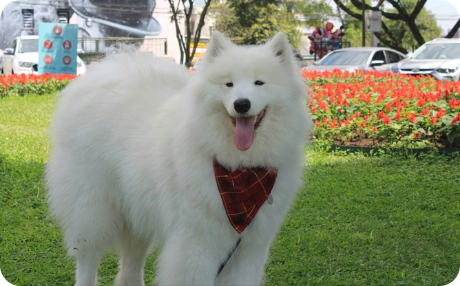 A white dog with a red bandana on its neck.