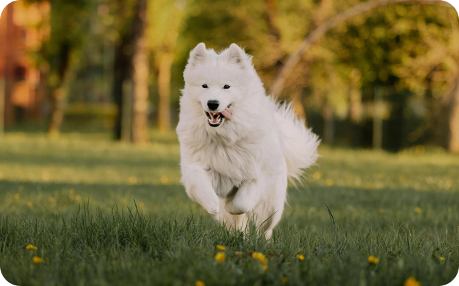 A white dog running through the grass.