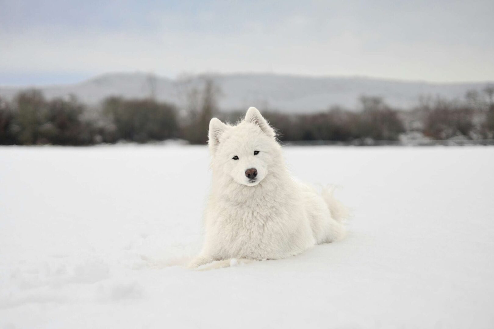 A white dog sitting in the snow on top of a hill.