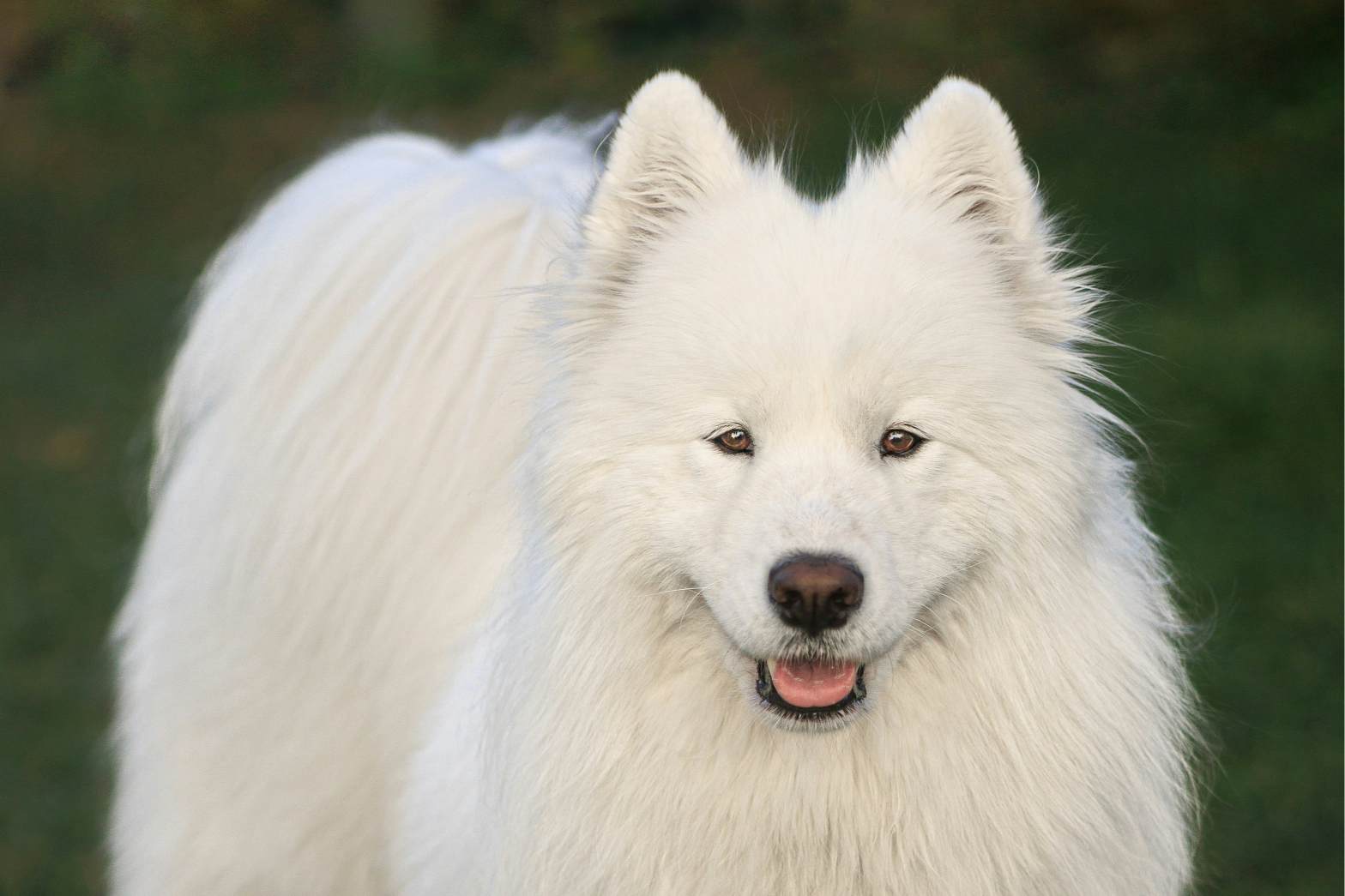 A white dog with long hair is smiling.