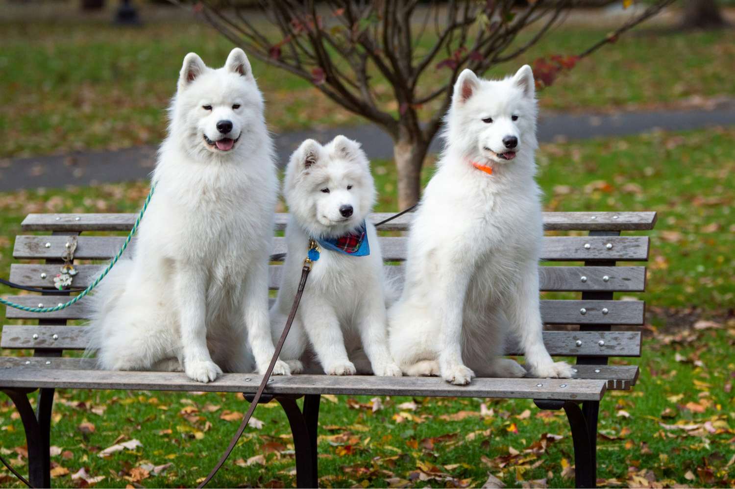 Three white dogs sitting on a bench in the park.