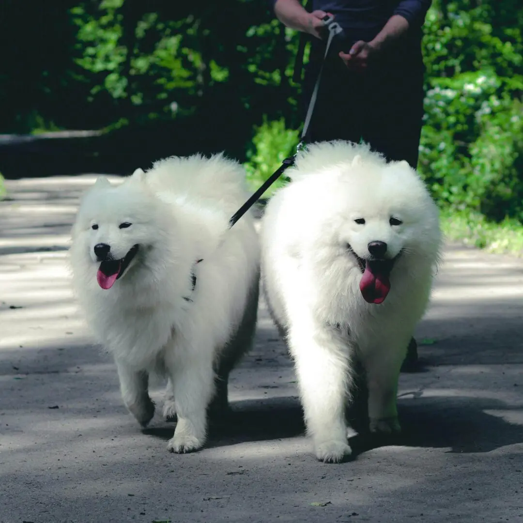 Two white dogs walking down a street with one dog on the other.