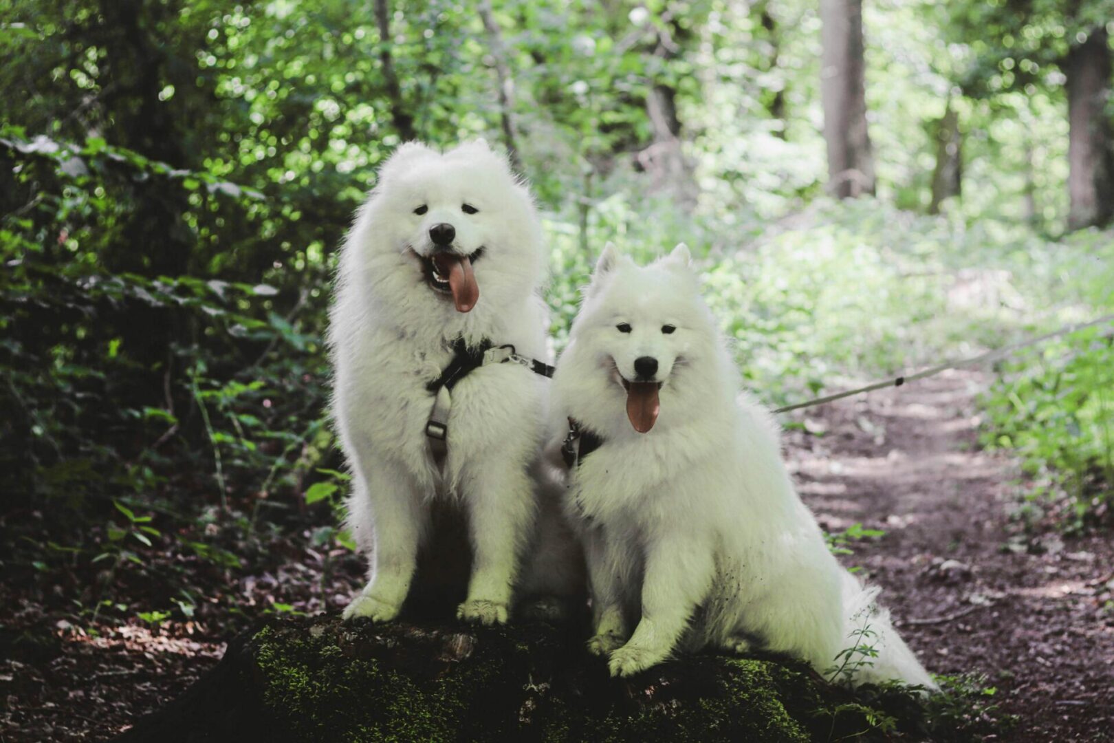 Two white dogs sitting on a rock in the woods.