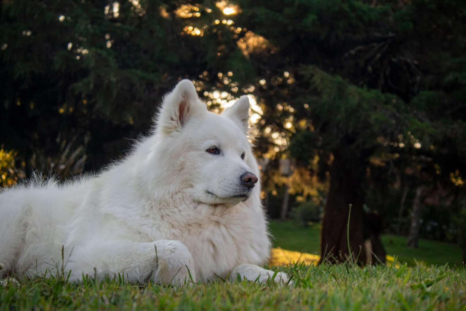 A white dog laying in the grass near trees.