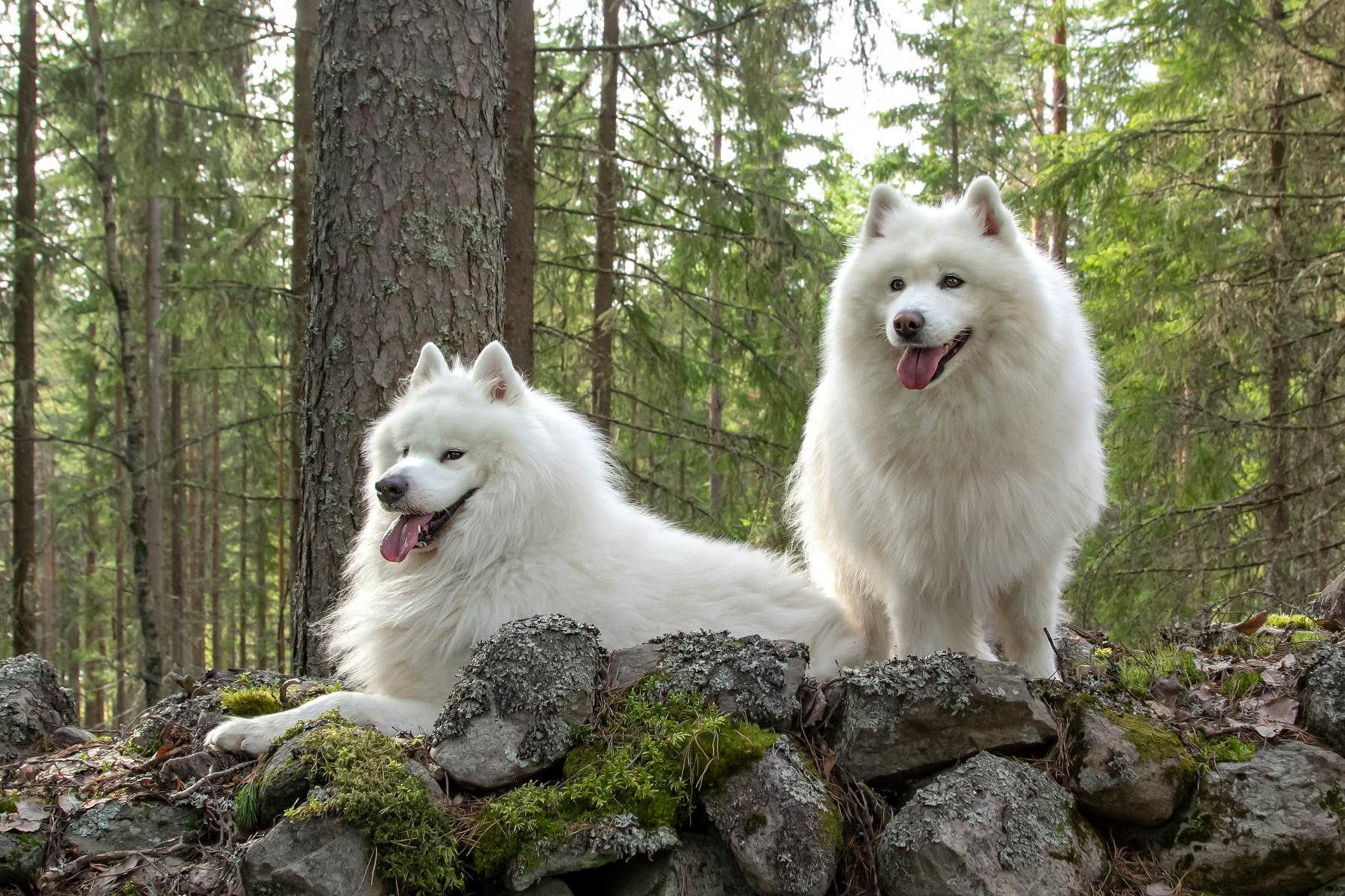 Two white dogs sitting on a rock wall.