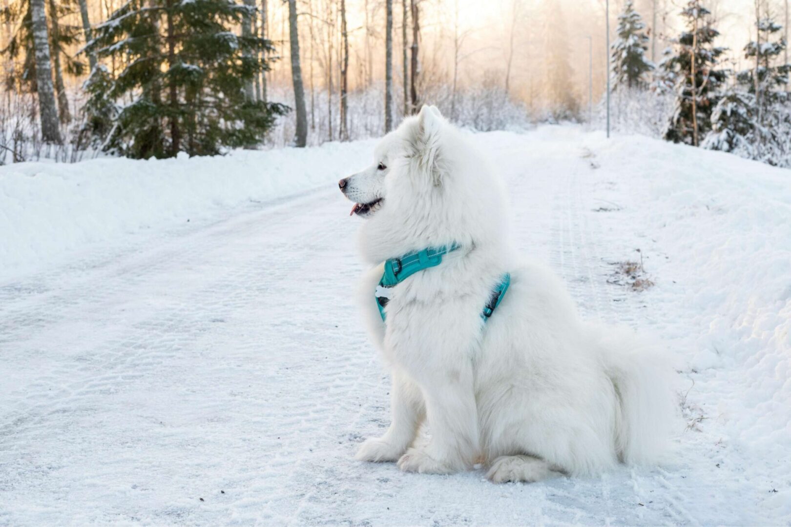 A white dog sitting in the snow on top of a hill.