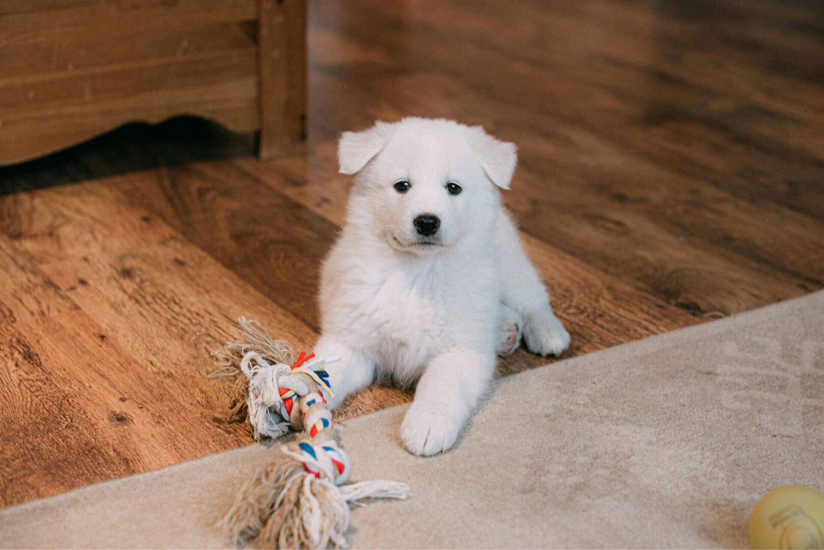 A white puppy sitting on the floor with its toy.