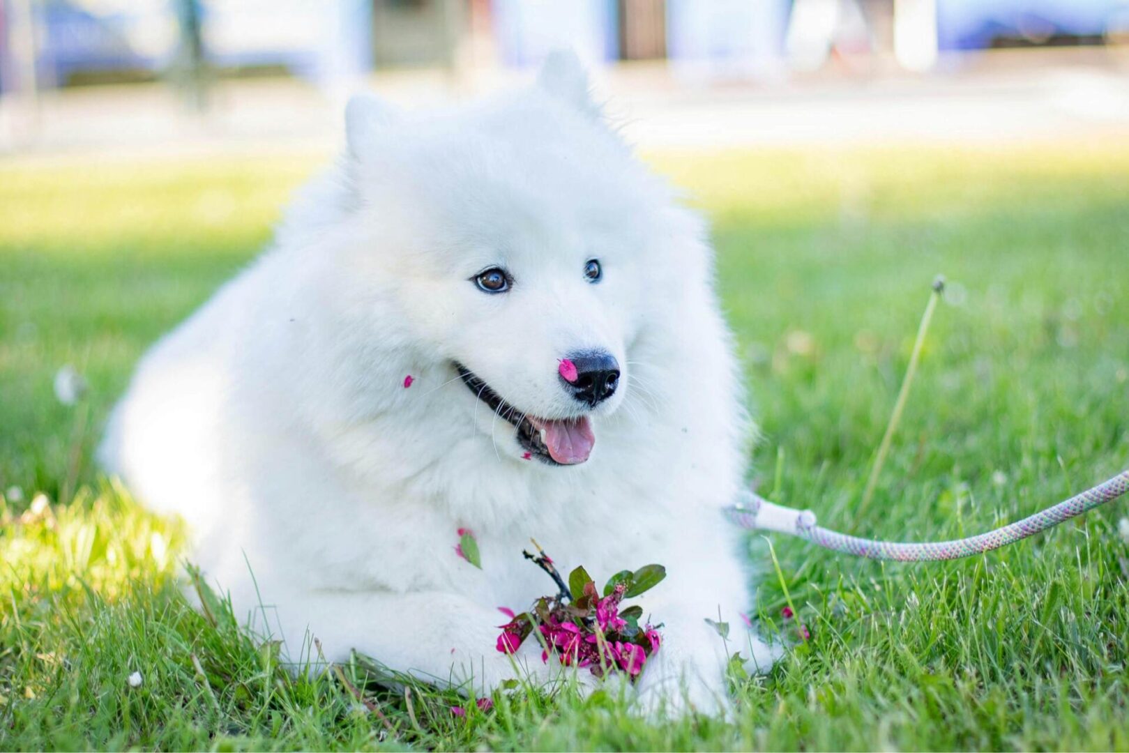 A white dog laying in the grass with flowers.