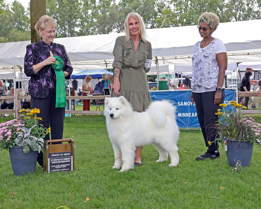 A white dog standing on top of a green field.